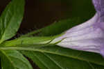 Limestone wild petunia